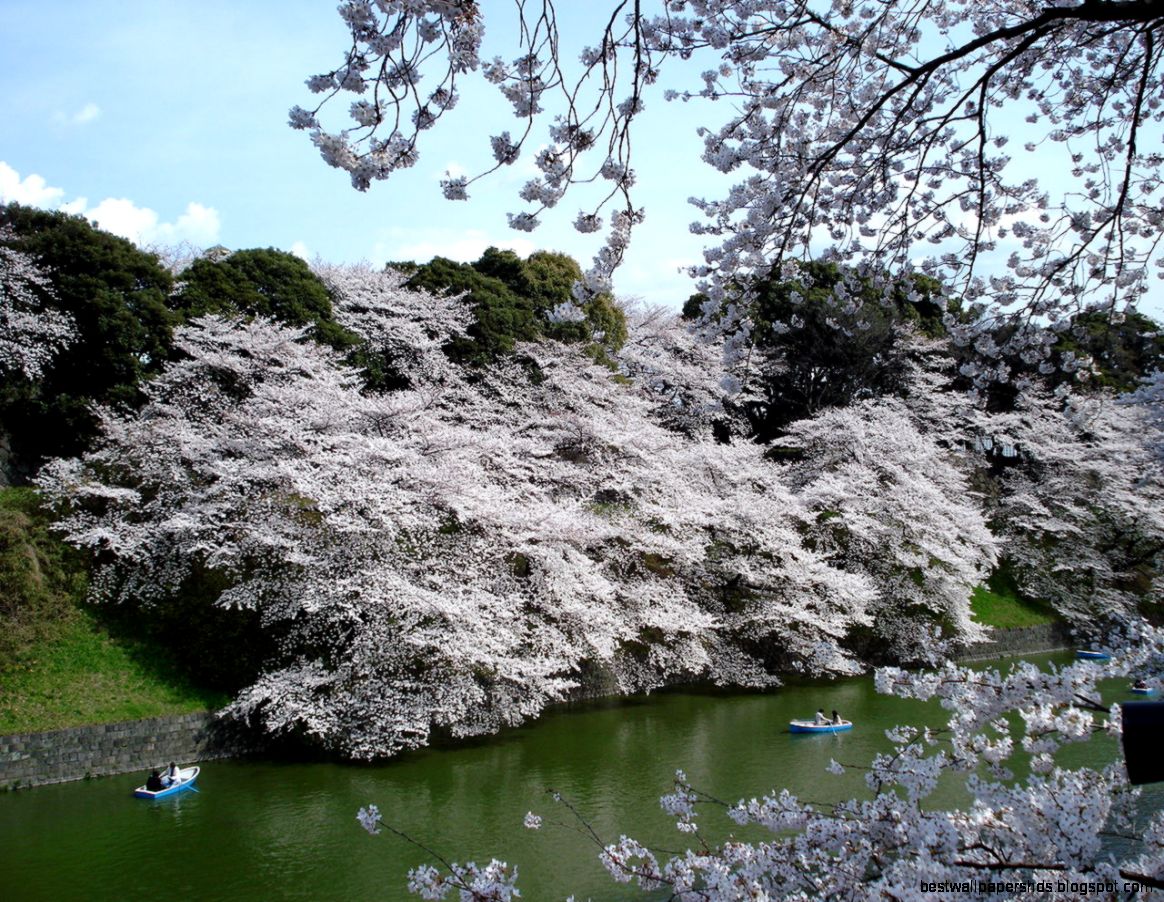 White Cherry Blossom Trees Japan White Cherry Blossom Trees Japan