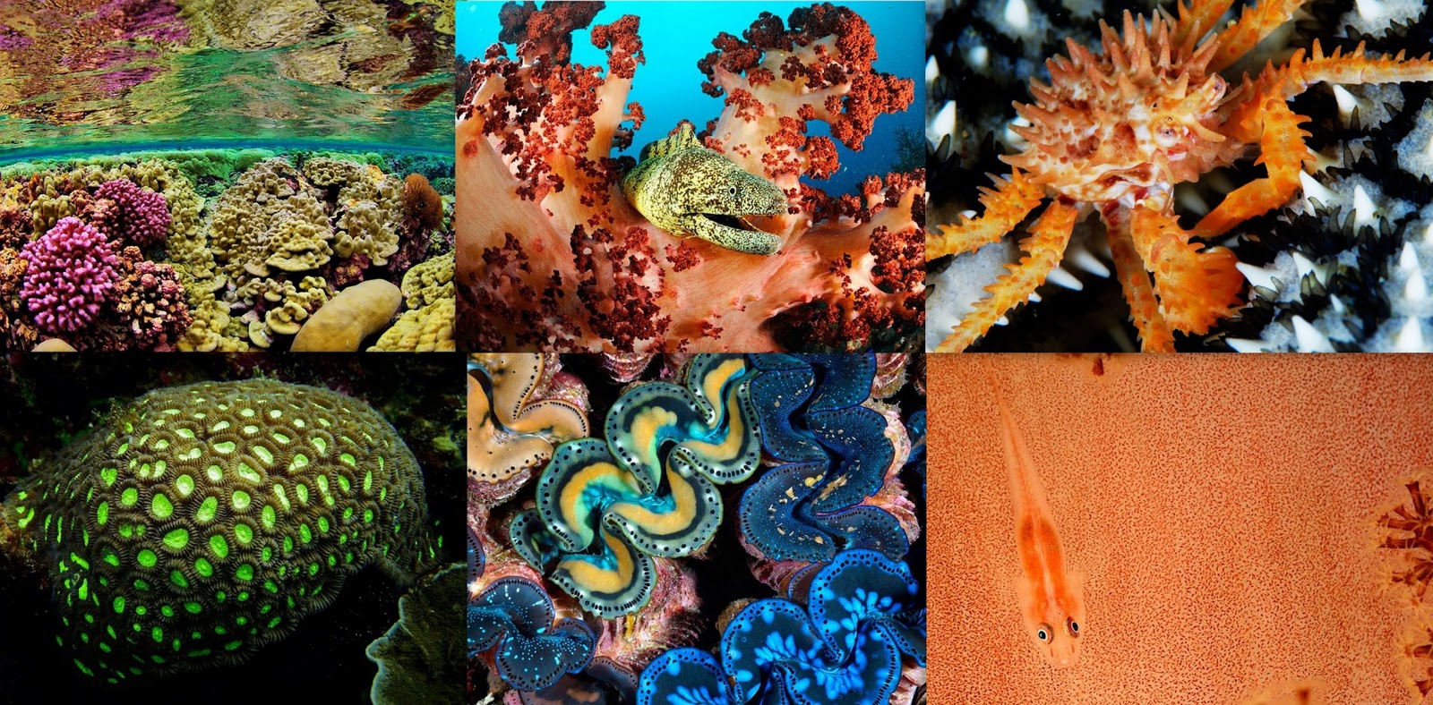 Marine Biom Marine Biome Plants