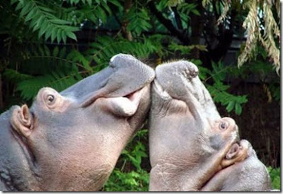 Lover Animals kissing