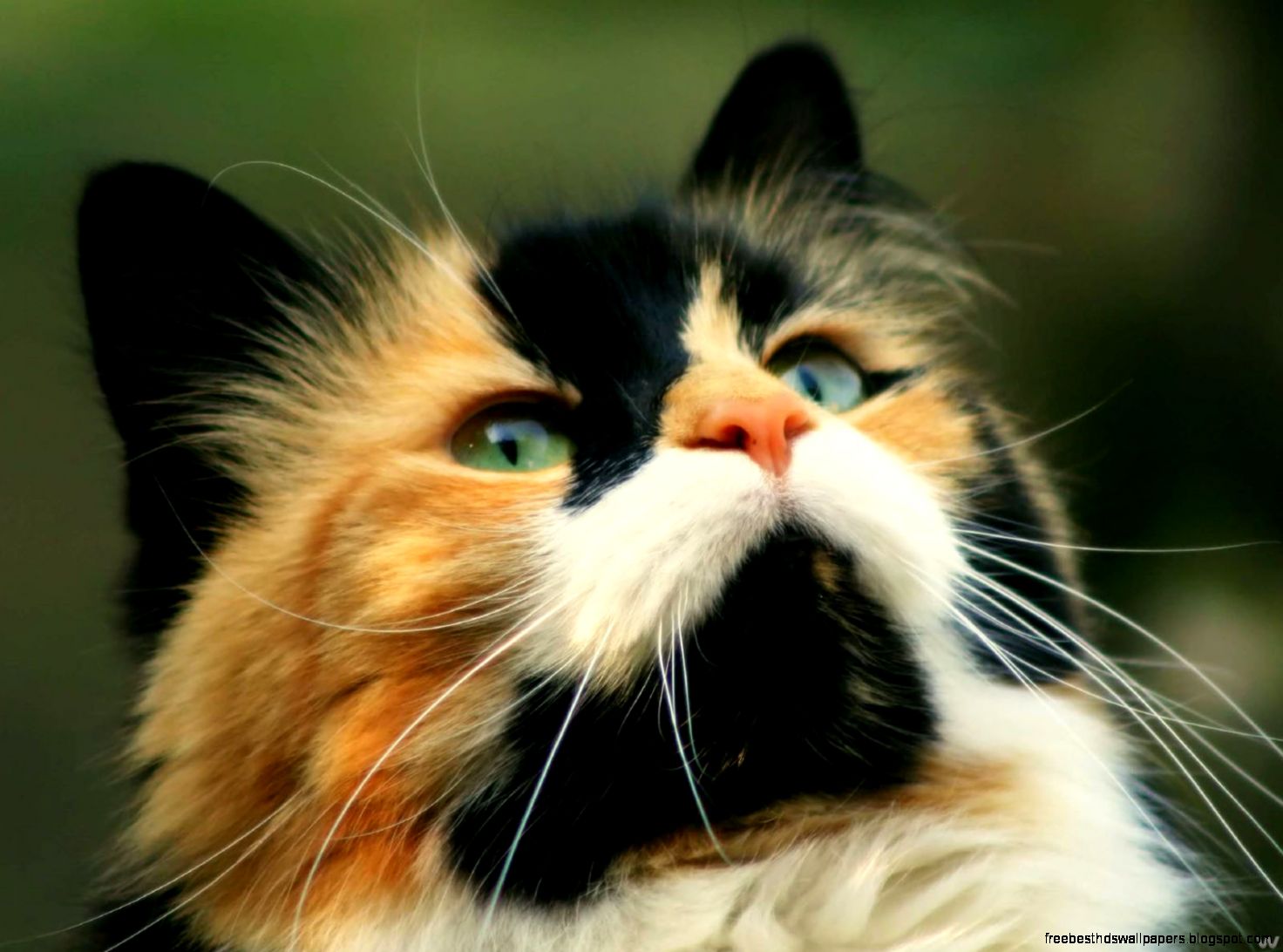 Beautiful Animal Quotes Beautiful Animal Quotes