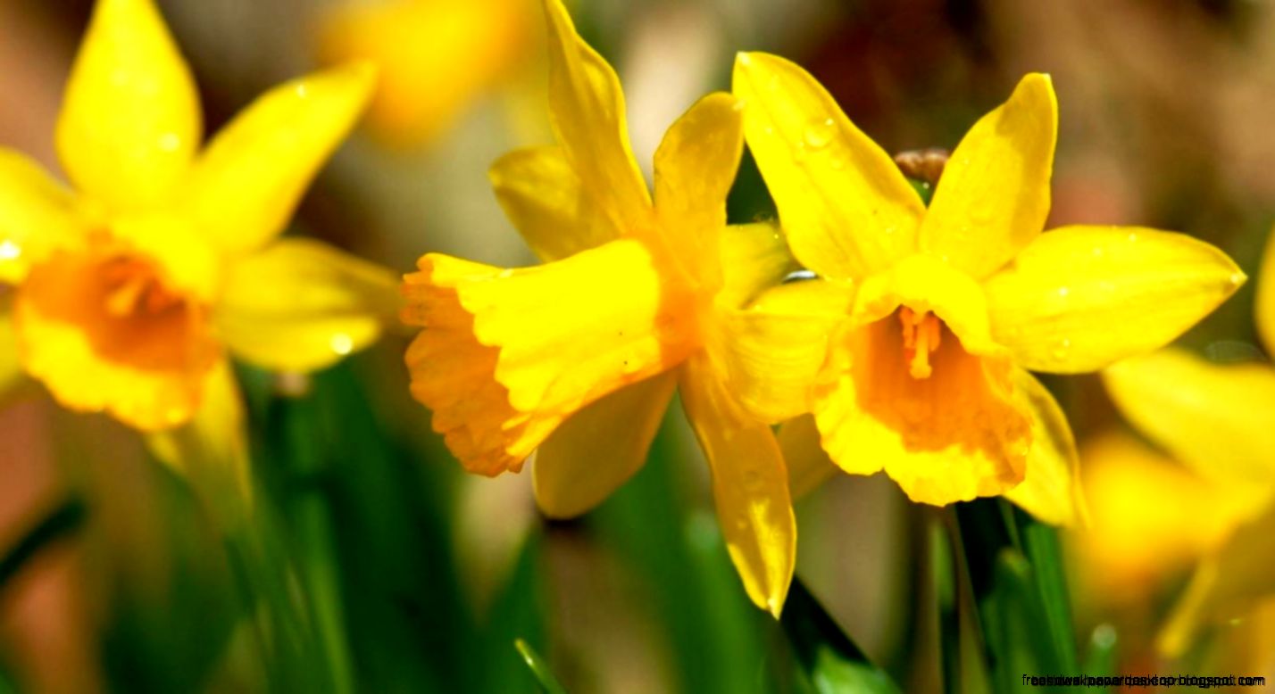 Daffodils Yellow Flowers Macro Hd Wallpaper Best Desktop Wallpapers Daffodils Yellow Flowers Macro Hd Wallpaper Best Desktop Wallpapers