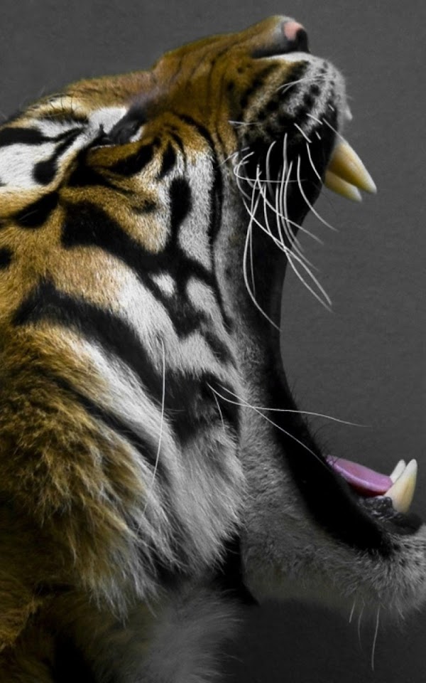 Tiger Roar Lockscreen Android Wallpaper