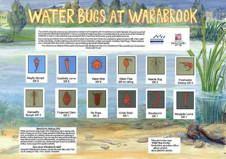 Water Bugs at Warrabrook