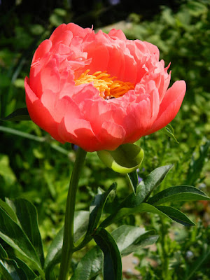  Coral Sunset peony Paeonia suffruticosa by garden muses-not another Toronto gardening blog