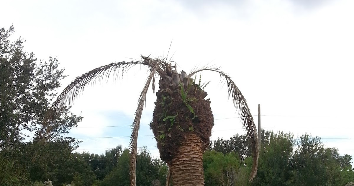A Quality Plant Canary Island Date Palm Replacement Dead Canary