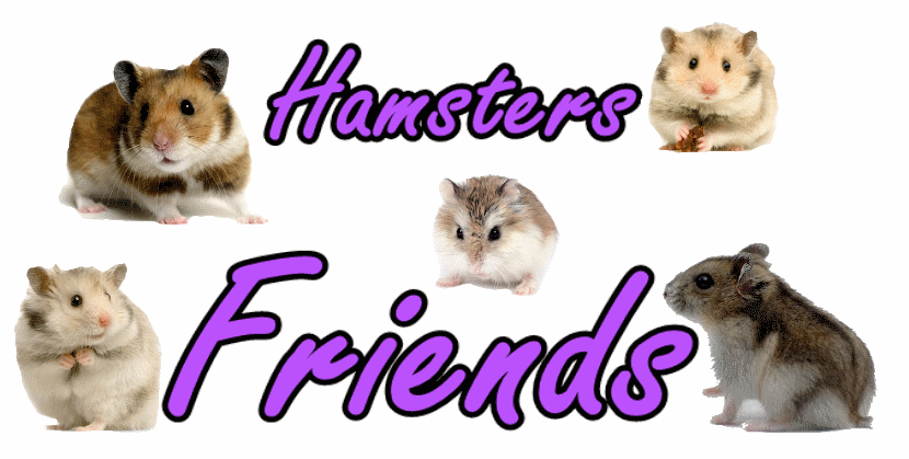 Hamsters Friends