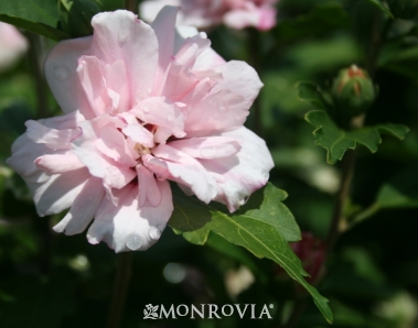 The Martha Stewart Blog Blog Archive My Flowering Rose Of Sharon