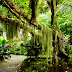 Natural Beautiful Trees Wallpapers | Natural HD Wallpapers | Natural Beayty | HD Desktop Wallpapers