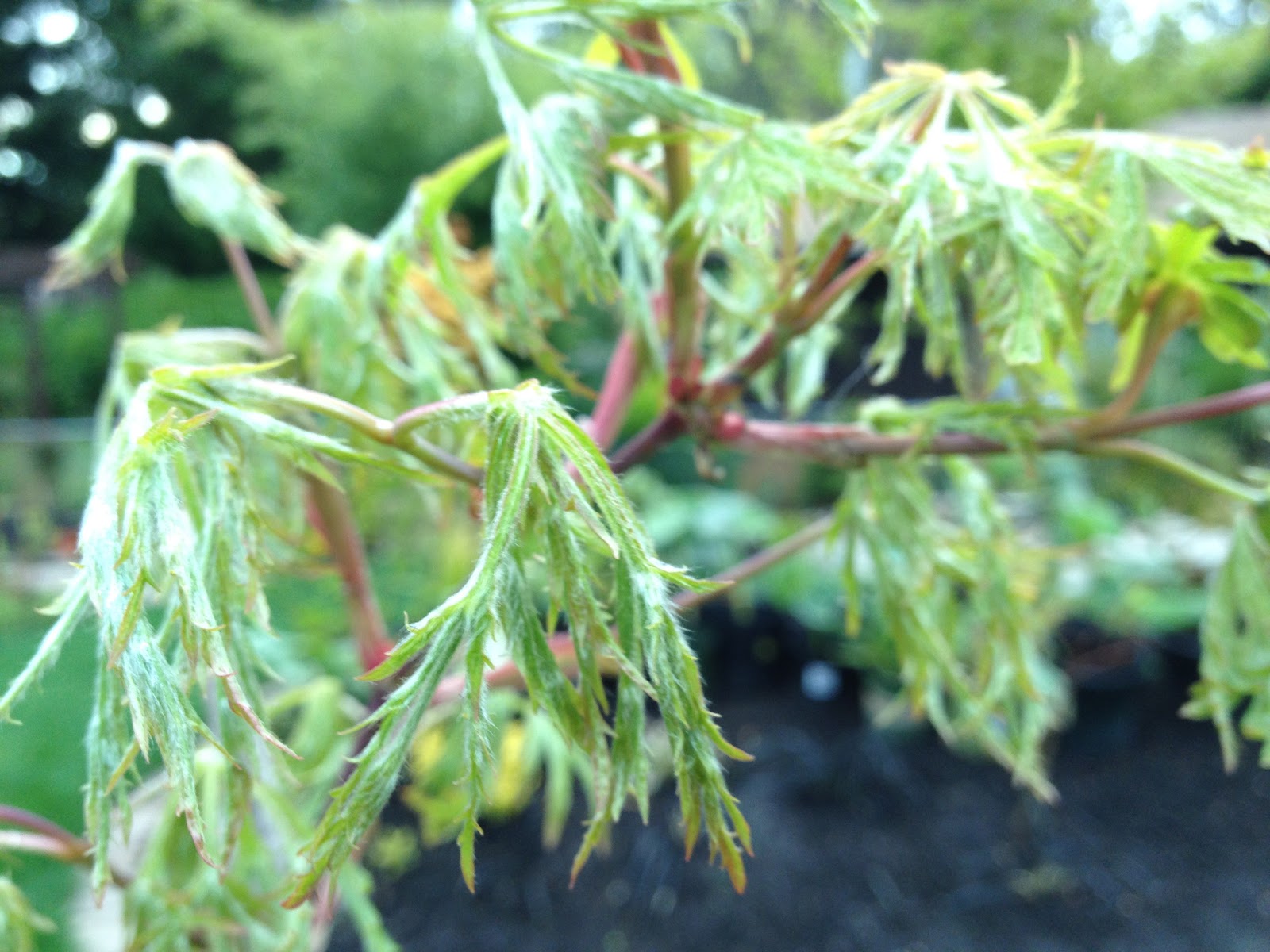 Three Dogs In A Garden