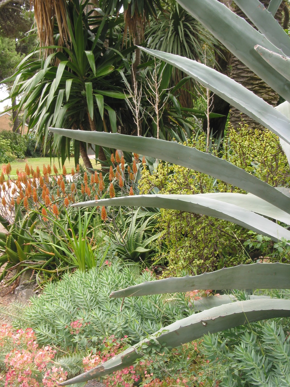 Gardener In The Distance Gardening And Belonging In Ballarat