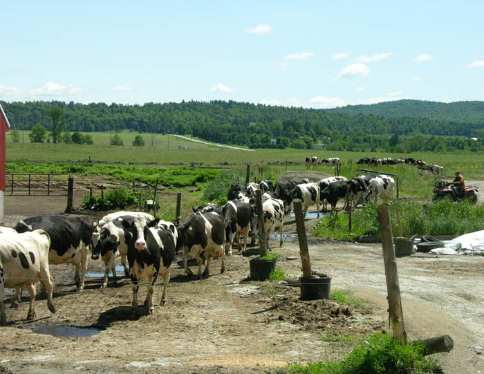 Studio and Garden Built On an Organic Dairy Farm