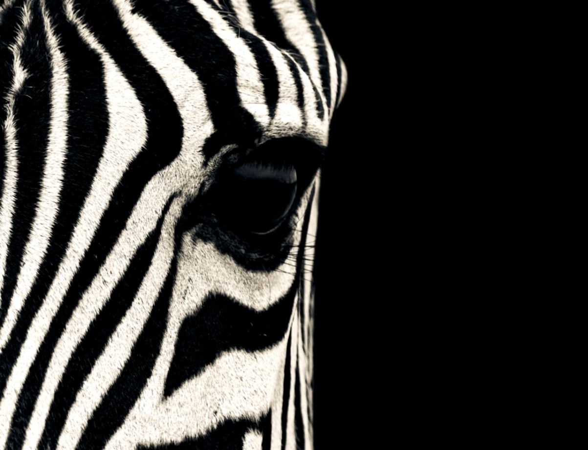 Zebra Desktop Wallpapers Zebra Desktop Wallpapers