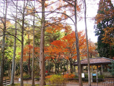 京都市・宝が池公園ウォーキング