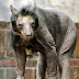 Do you recognize these Animals without Hair?