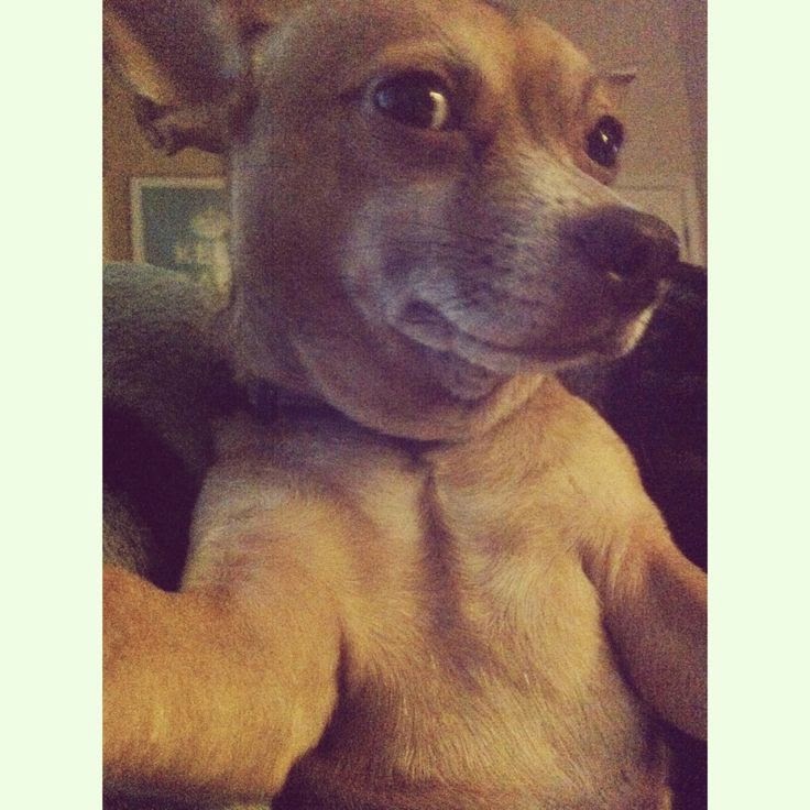 27 Best Dog Selfies. Don't Miss From 22! Pix to Share