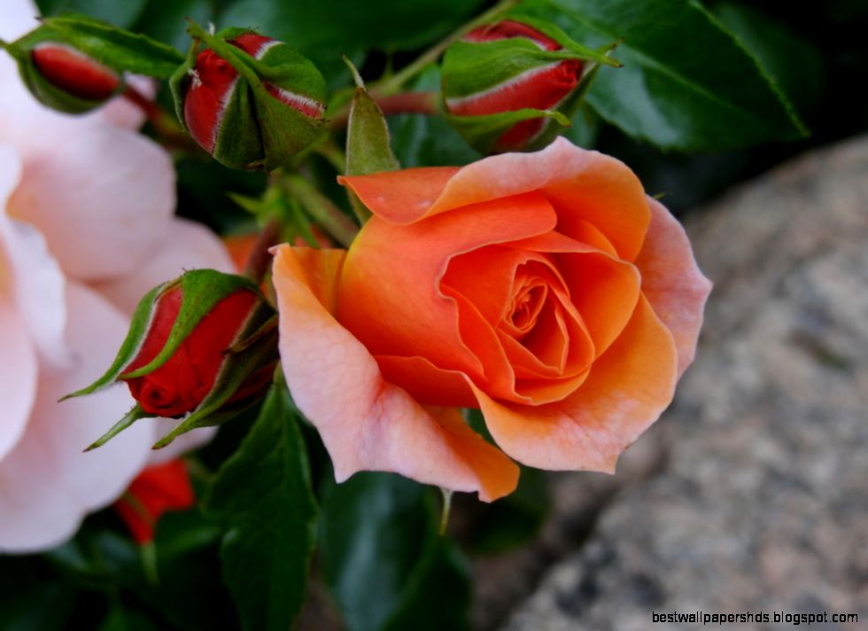 orange rose by cotrix on DeviantArt orange rose by cotrix on DeviantArt