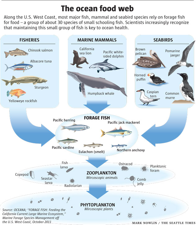 Food Web Fish