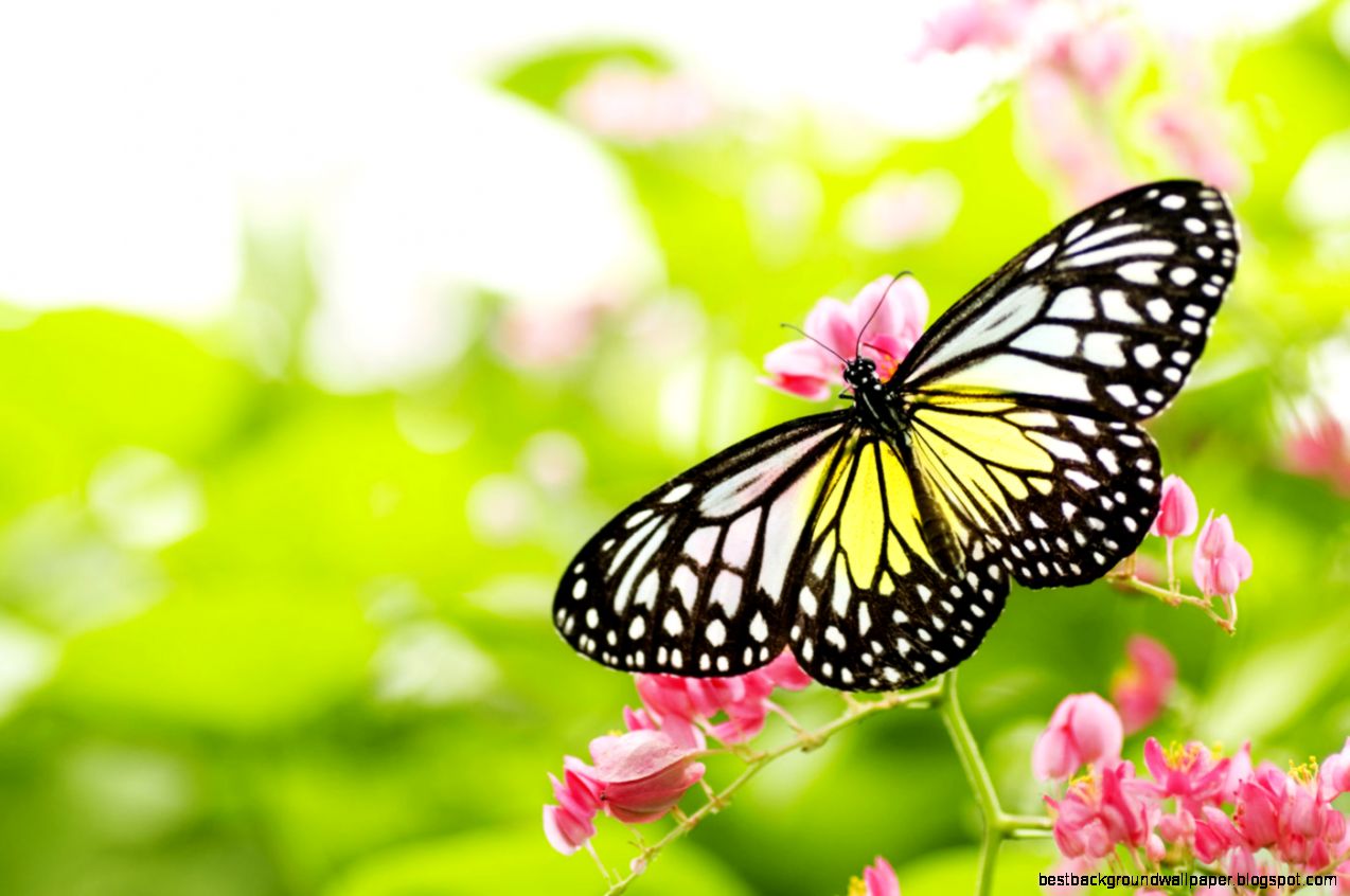 Butterfly Flower Nature 6947695 Butterfly Flower Nature 6947695