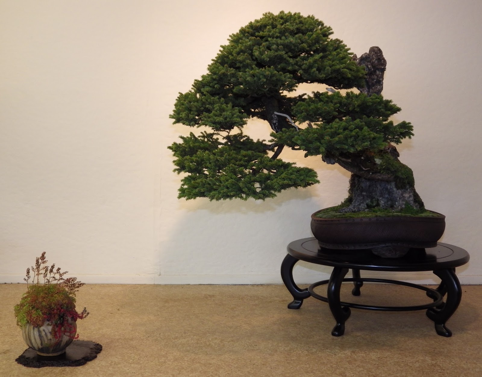 Ashfield Bonsai Club Ashfield Bonsai Club display at the Greenwood