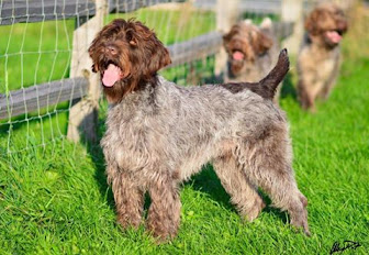 Wirehaired Pointing Griffon Growth Chart