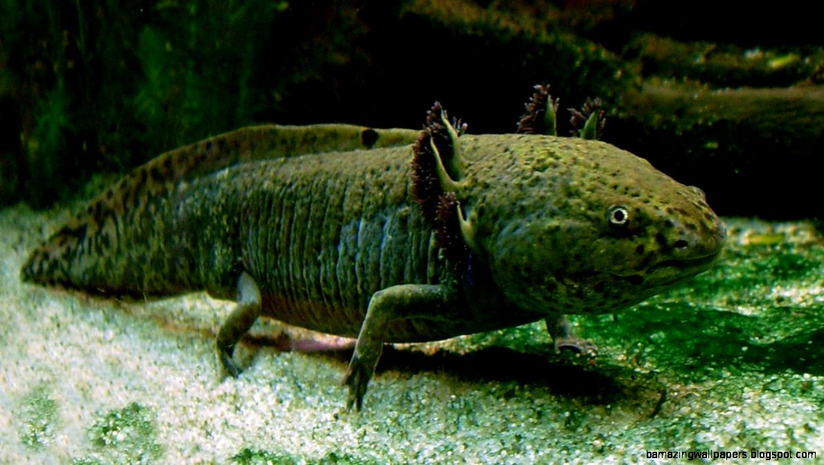 Axolotl ganz Axolotl ganz