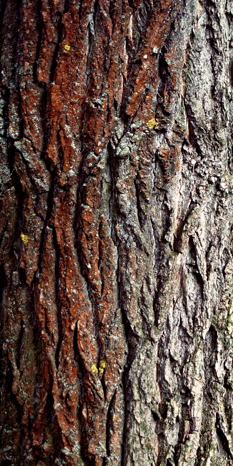 3 different tree bark textures reusage 3 different tree bark textures reusage