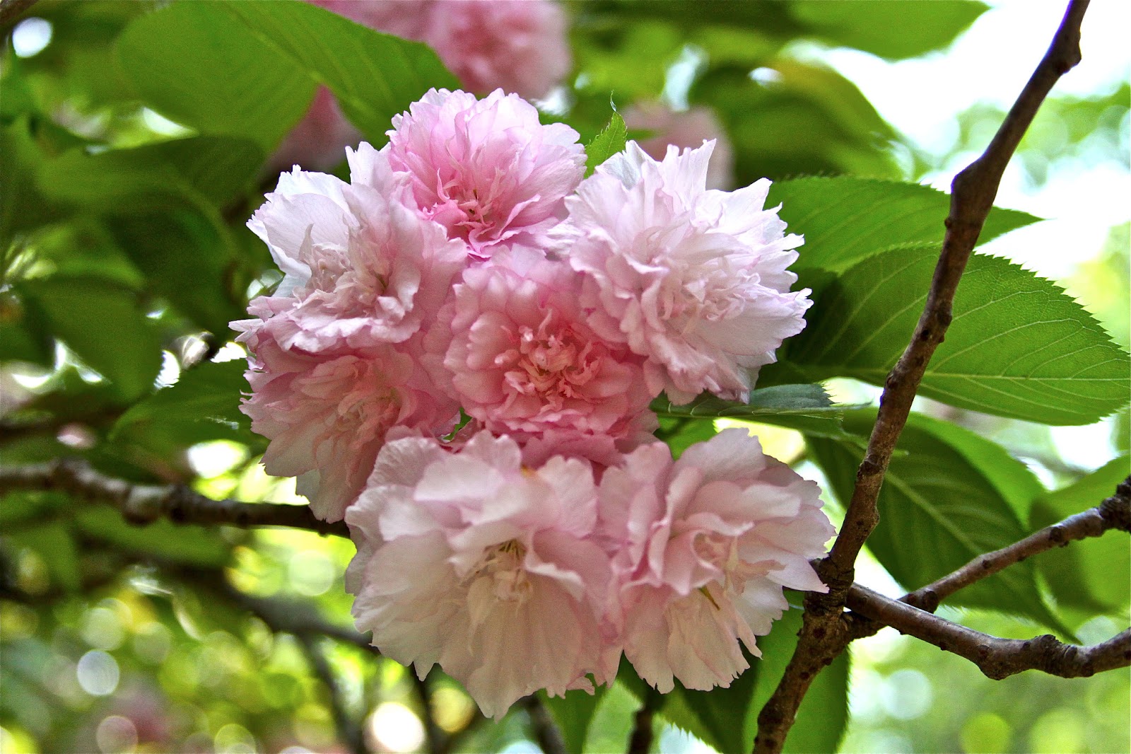 Sweet Southern Days A Southern Garden