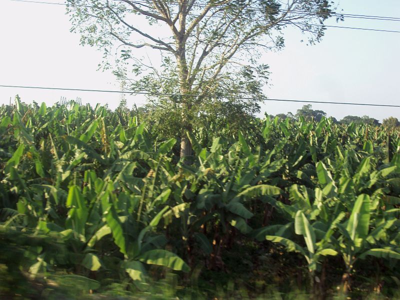 El El zacahuil el tamal gigante de La Huasteca
