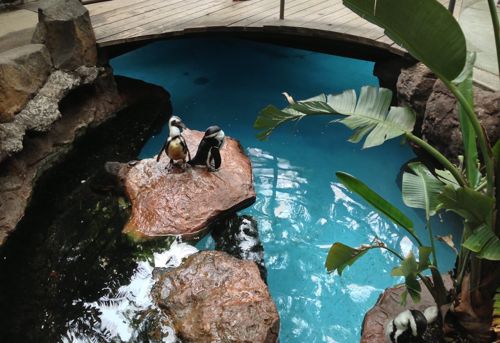 Half a Dozen Vosses Dallas World Aquarium