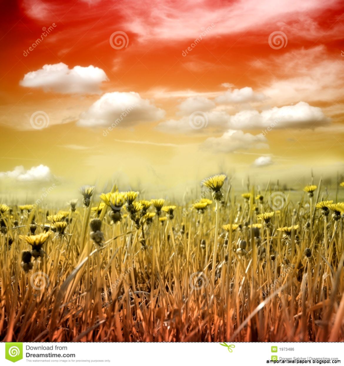 Flower Meadow In Sunset Royalty Free Stock Image Image 1973486 Flower Meadow In Sunset Royalty Free Stock Image Image 1973486