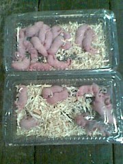 Sensasi strike dengan Pingkis si anak tikus yang manis ~ The Other