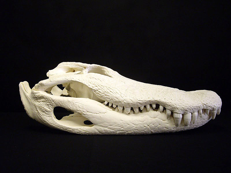 The Wild Life Alligator European Mounts Interview with Matthew Beck