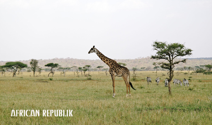 Zebra and Giraffe by Justin Cleaver