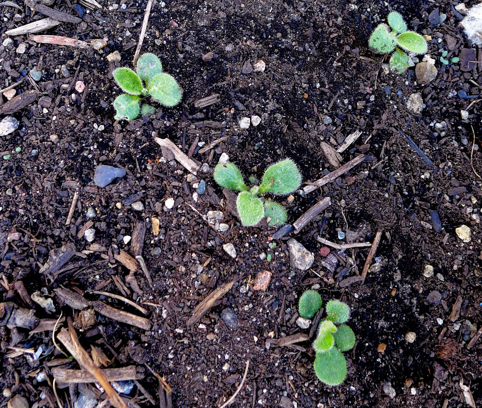 Rudbeckia seedlings