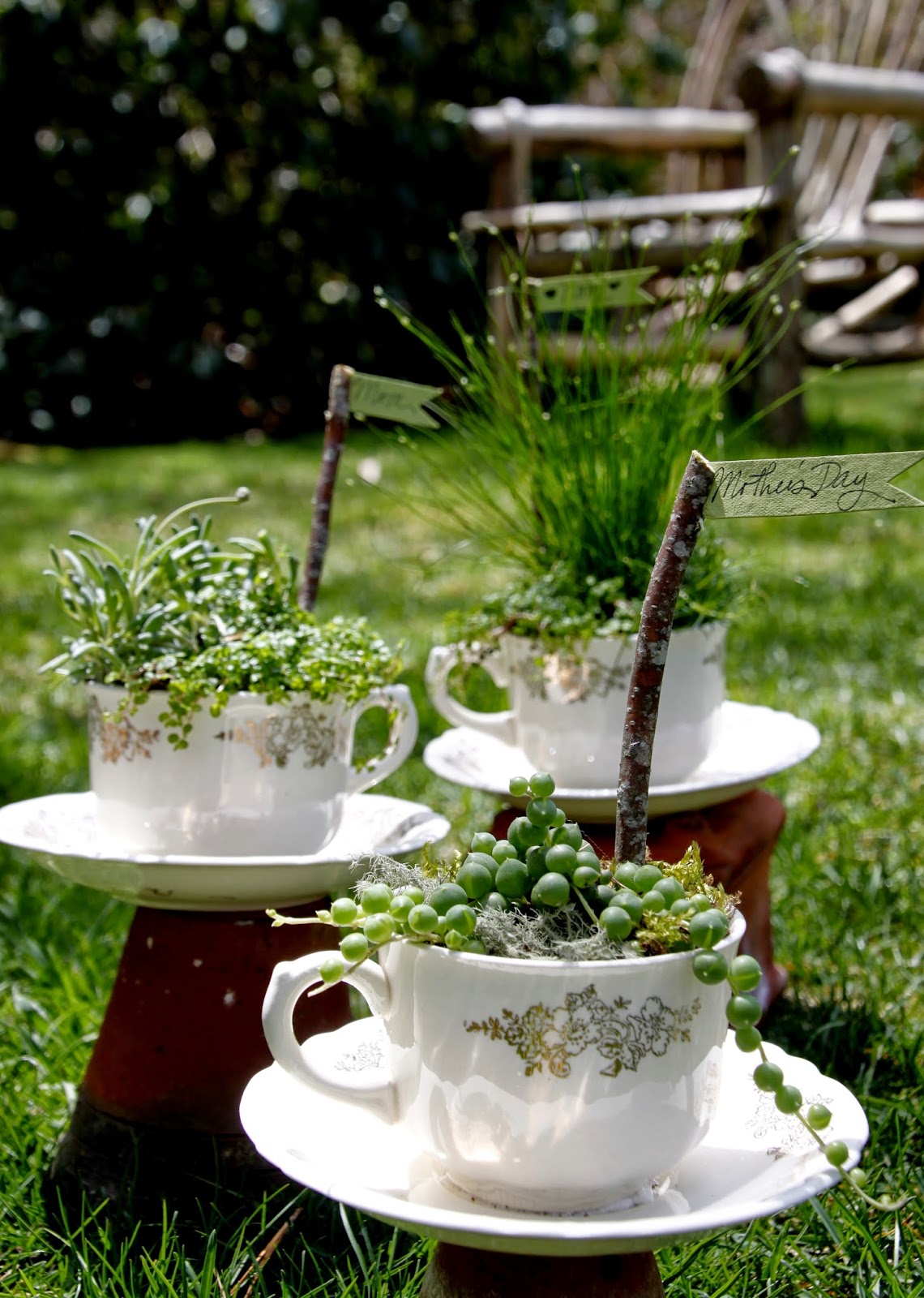 Tilly's Nest Teacup Gardens for Mother's Day