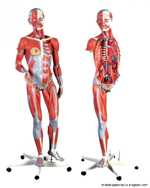 Anatomical Models Full Skeletons Models Figures Human Body Anatomical Models Full Skeletons Models Figures Human Body
