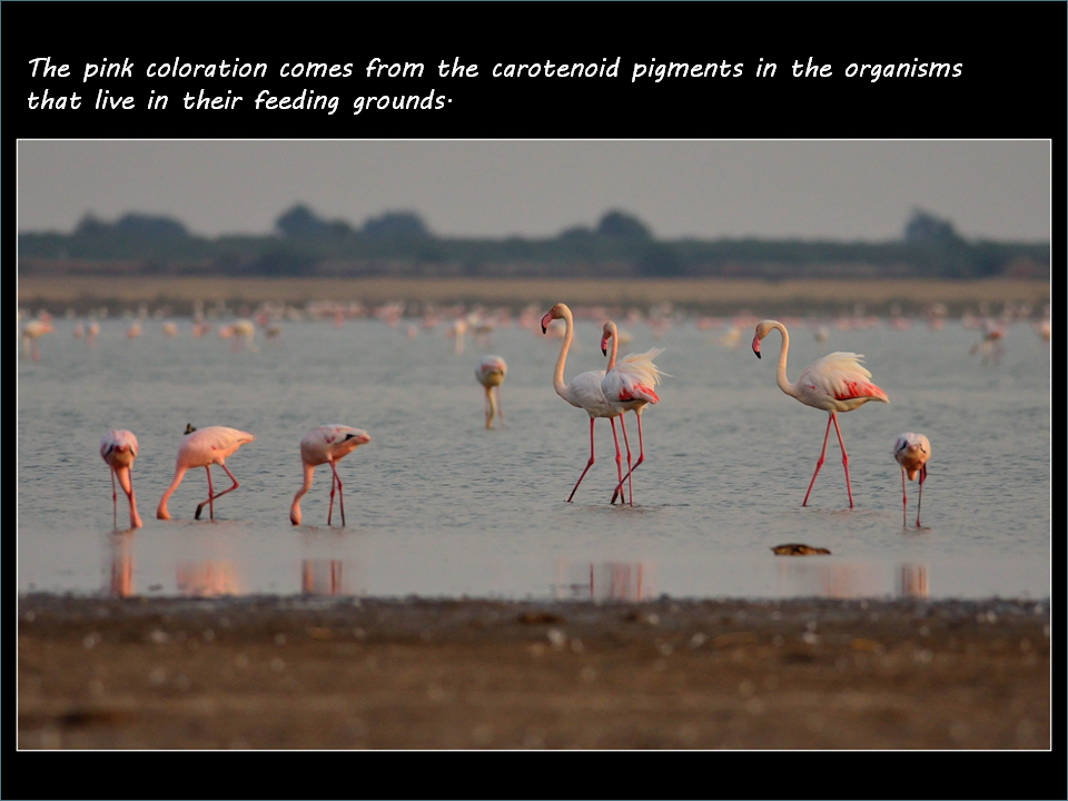 Where is the flamingo in the food chain?