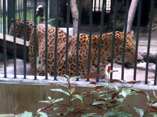 Taman Hewan Pematangsiantar Taman Hewan Pematangsiantar