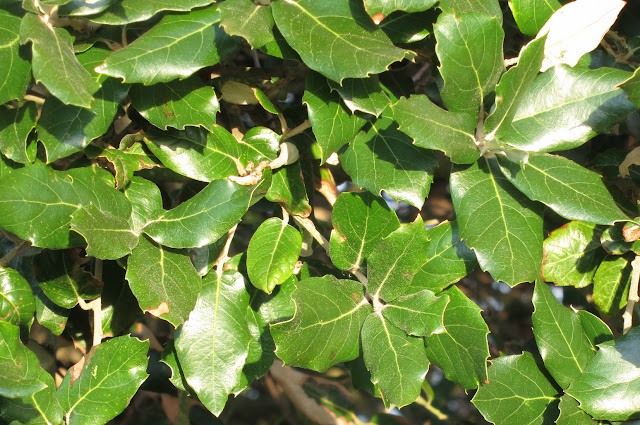 Evergreen leaves of the Holm Oak - QUERCUS ILEX