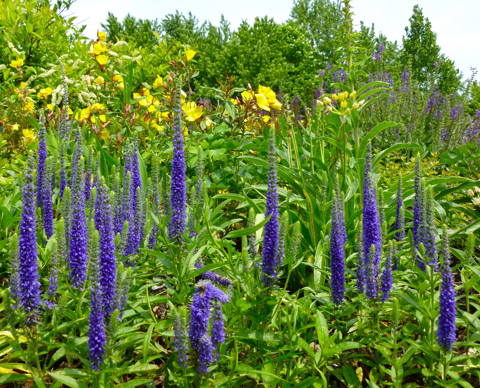 Plant Inventory at 20 Timothy Veronica / Speedwell