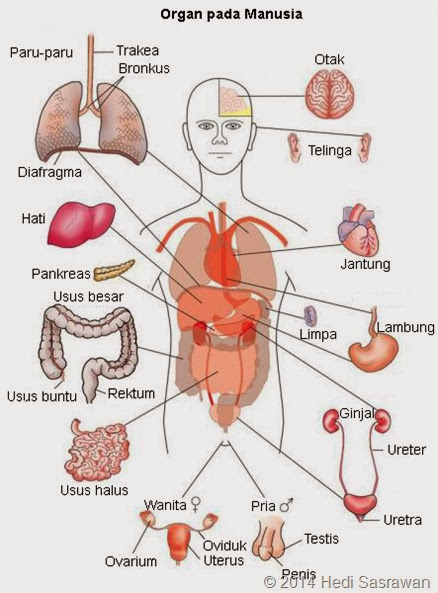 View Sistem Pencernaan Manusia Dan Fungsinya Lengkap PNG