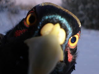 Wallpaper Collections: rooster wallpaper