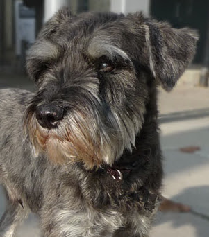 miniature schnauzer diabetes