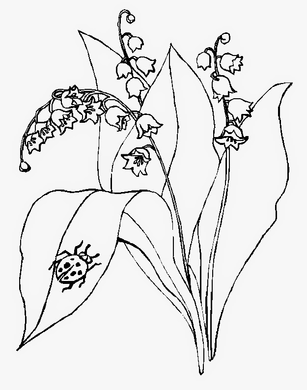 coloriage muguet