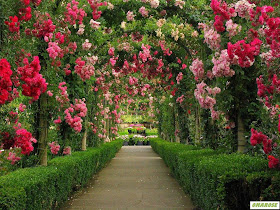 jardim maravilhoso - arco de rosas