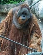 Program Kb Untuk Alam Fauna Langka Dan Endemik Kalimantan