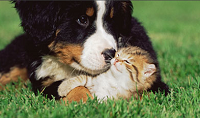 Puppy/kitten Love