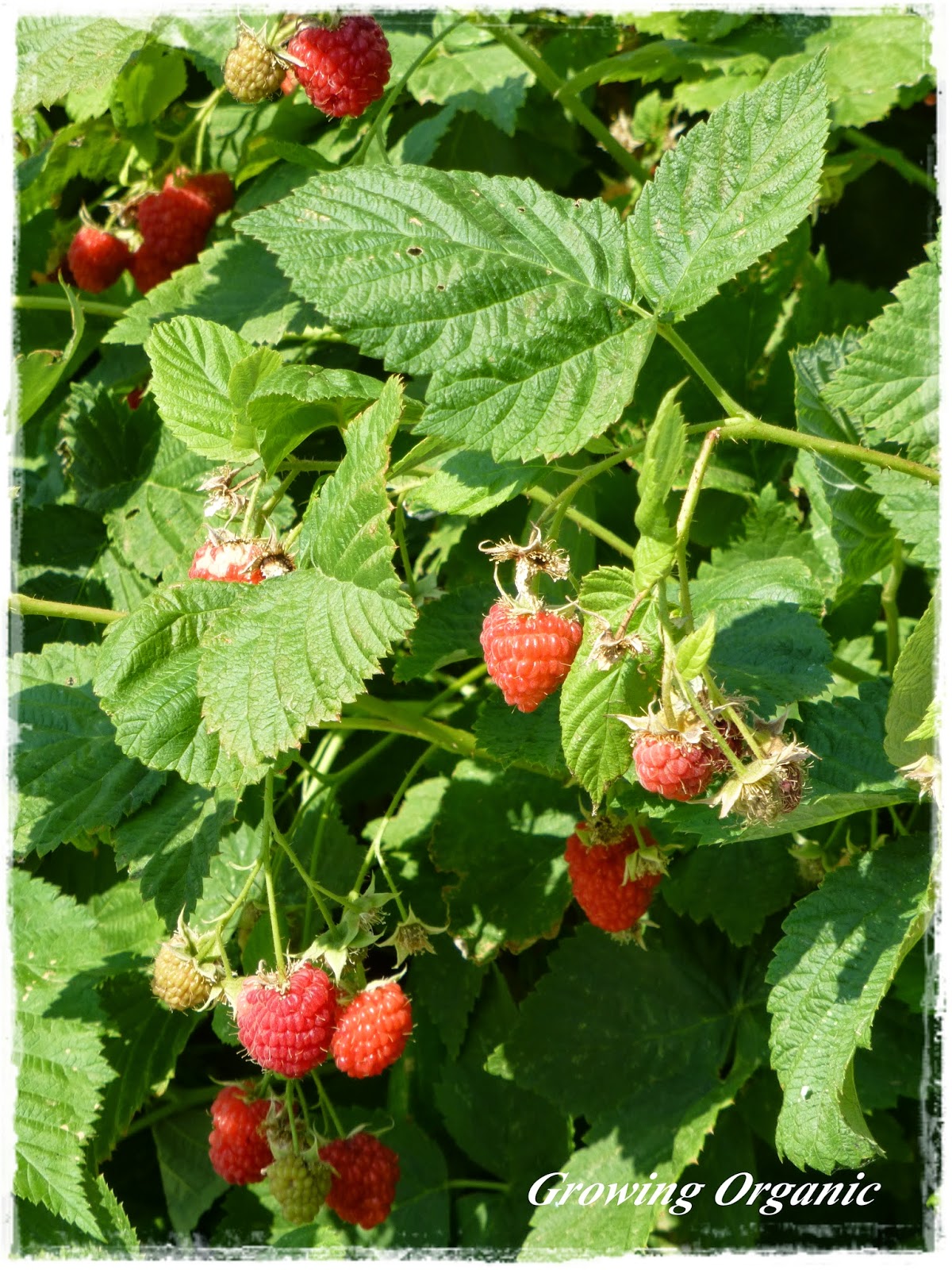 Growing Organic Brambles Growing Blackberries and Raspberries