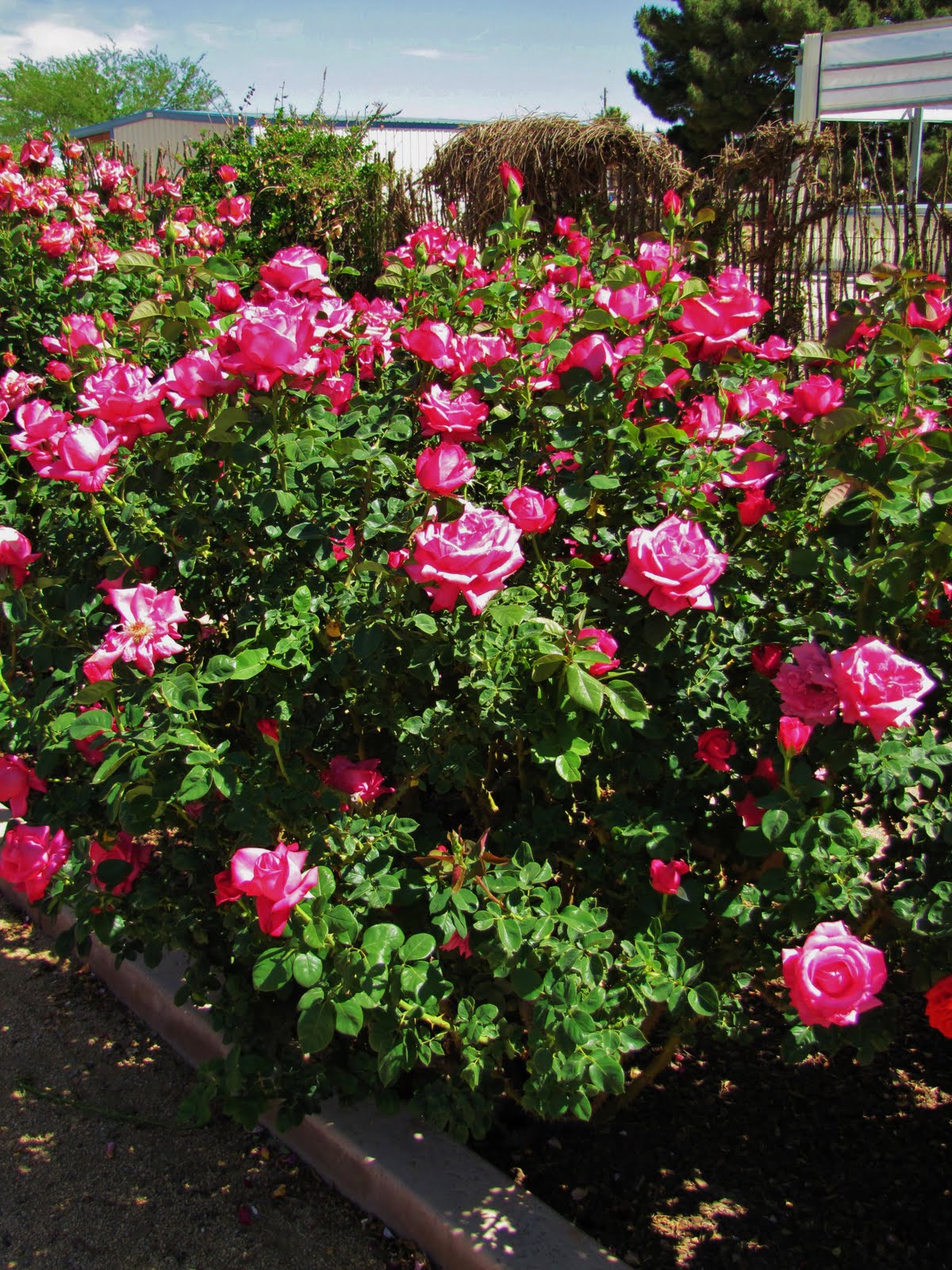 Las Aventuras A Rose Garden in Tucson