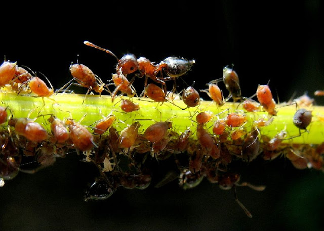 العلاقه التي بين النمل وشجره الاكاسيا تسمى علاقه